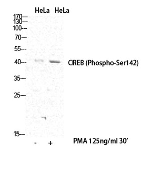 CREB-1 (phospho Ser142) rabbit pAb Antibody