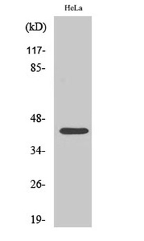 CREB-1 (phospho Ser142) rabbit pAb Antibody