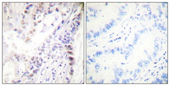 CREB-1 (phospho Ser142) rabbit pAb Antibody