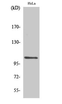 NFκB-p105 (phospho Ser927) rabbit pAb Antibody