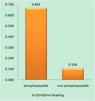 NFκB-p105 (phospho Ser927) rabbit pAb Antibody
