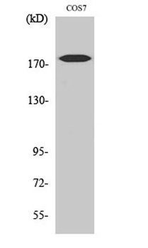 Neu (phospho Tyr1221/Y1222) rabbit pAb Antibody
