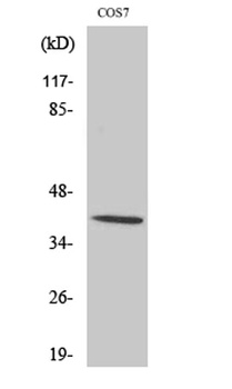 Crk-L (phospho Tyr207) rabbit pAb Antibody