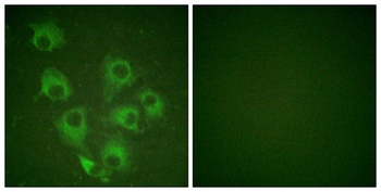 Crk-L (phospho Tyr207) rabbit pAb Antibody