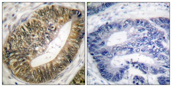 Separase (phospho Ser801) rabbit pAb Antibody