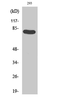 Caldesmon (phospho Ser789) rabbit pAb Antibody