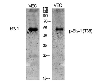 Ets-1 (phospho Thr38) rabbit pAb Antibody