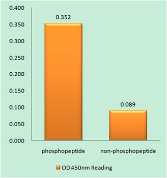Calmodulin (phospho Thr80/S82) rabbit pAb Antibody