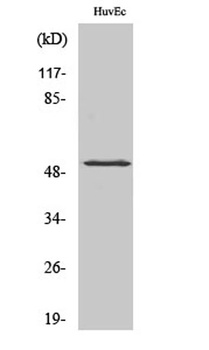 HNF4-α (phospho Ser313) rabbit pAb Antibody
