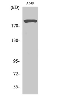 53BP1 rabbit pAb Antibody