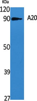 A20 rabbit pAb Antibody