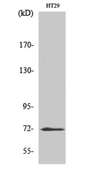 ABCG2 rabbit pAb Antibody