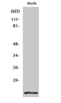 ACBP rabbit pAb Antibody