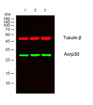 Acrp30 rabbit pAb Antibody