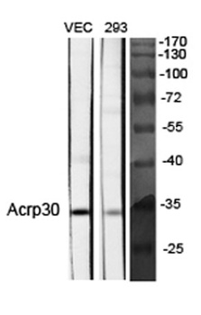 Acrp30 rabbit pAb Antibody