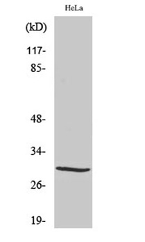 Acrp30 rabbit pAb Antibody