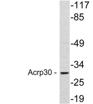 Acrp30 rabbit pAb Antibody