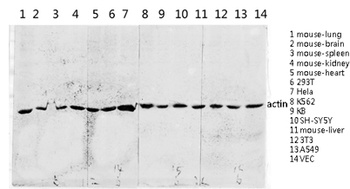 Actin rabbit pAb Antibody