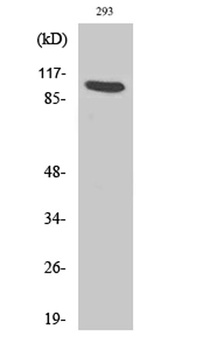 Ah Receptor rabbit pAb Antibody