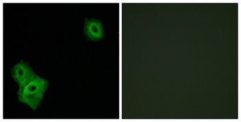 AIFL rabbit pAb Antibody