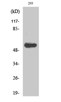 AIRE-1 rabbit pAb Antibody