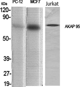 AKAP 95 rabbit pAb Antibody
