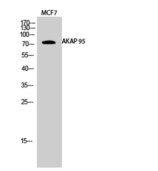 AKAP 95 rabbit pAb Antibody