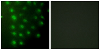AKAP 95 rabbit pAb Antibody