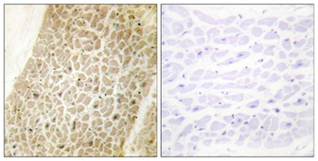 AKAP 95 rabbit pAb Antibody