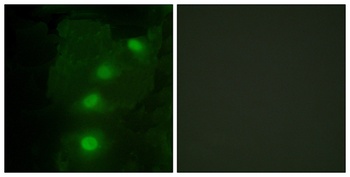 ALX3 rabbit pAb Antibody