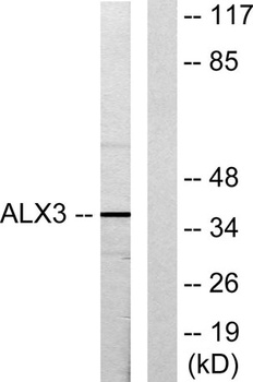 ALX3 rabbit pAb Antibody