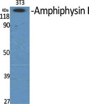 Amphiphysin I rabbit pAb Antibody