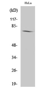 Amphiphysin I rabbit pAb Antibody