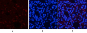 AMPKα1 rabbit pAb Antibody