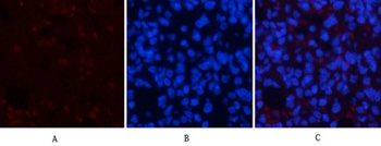 AMPKα1 rabbit pAb Antibody