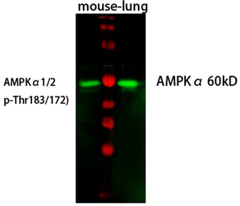 AMPKα1 rabbit pAb Antibody