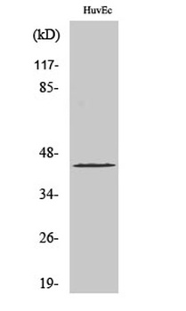 AP-1/Jun D rabbit pAb Antibody