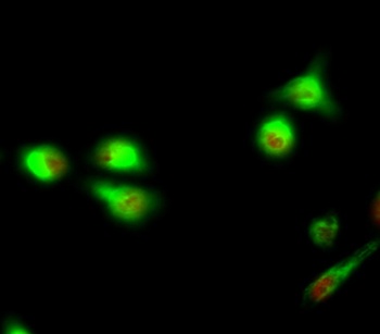 APC rabbit pAb Antibody