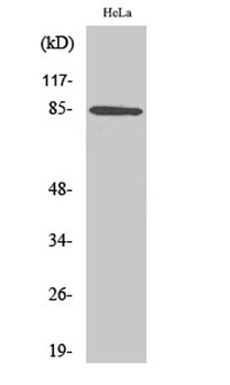 APC5 rabbit pAb Antibody
