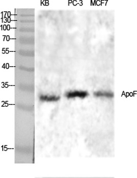 ApoF rabbit pAb Antibody
