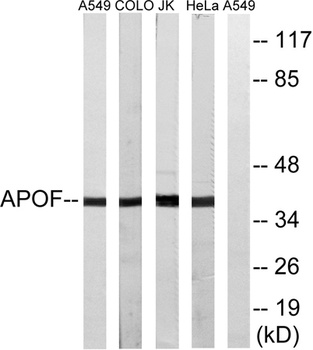 ApoF rabbit pAb Antibody