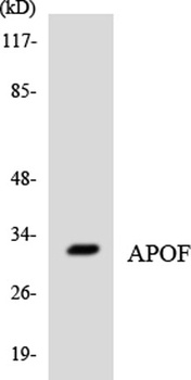 ApoF rabbit pAb Antibody