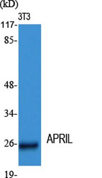 APRIL rabbit pAb Antibody