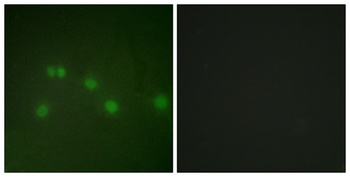 ARP-1 rabbit pAb Antibody