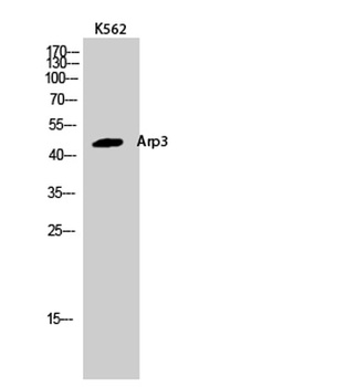 Arp3 rabbit pAb Antibody