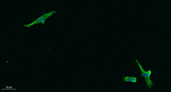 Bak rabbit pAb Antibody