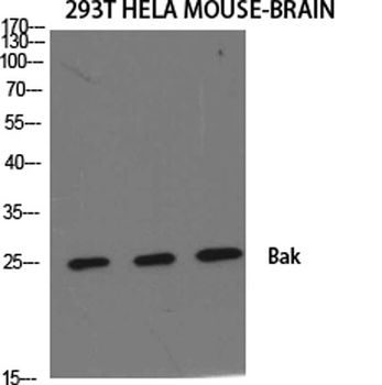 Bak rabbit pAb Antibody