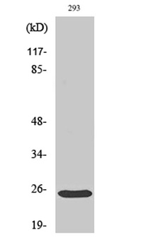 Bak rabbit pAb Antibody