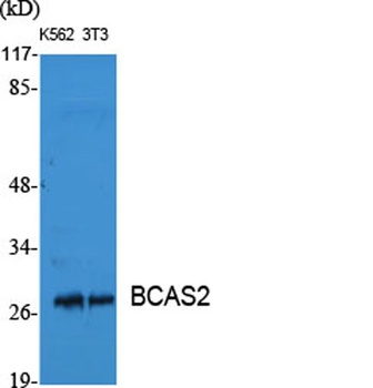 BCAS2 rabbit pAb Antibody