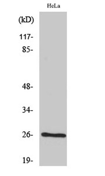 BCAS2 rabbit pAb Antibody
